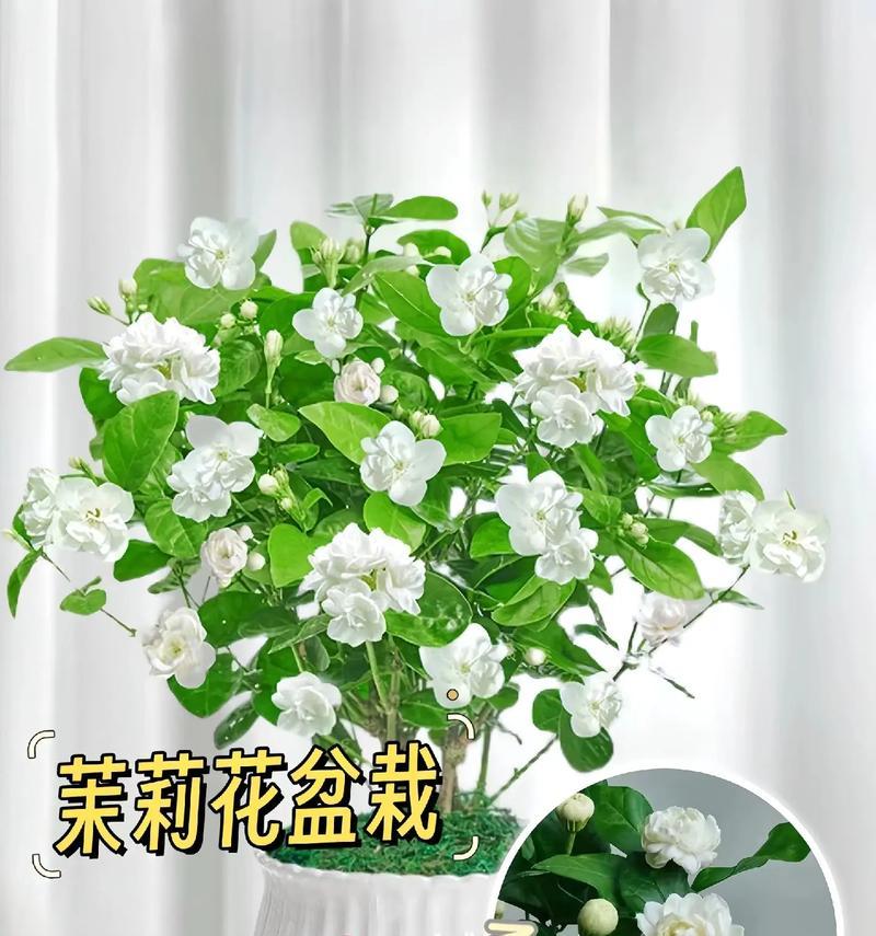 送茉莉花时应传达怎样的花语？