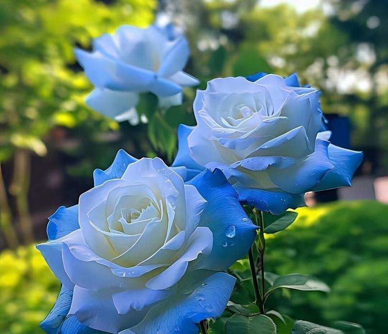 蓝色花朵通常象征着什么？