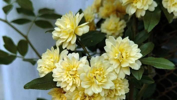 青木香花的花语有哪些？