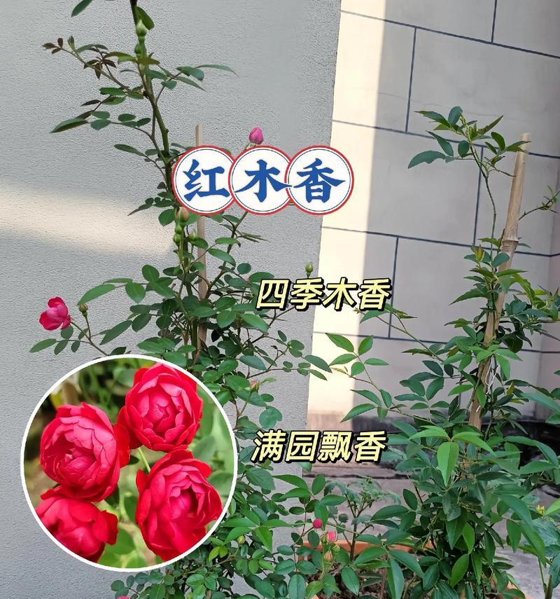 青木香花的花语有哪些？