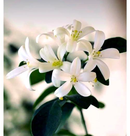 香料丁香的花语有何含义？它象征着什么？