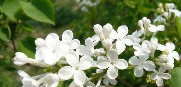 香料丁香的花语有何含义？它象征着什么？