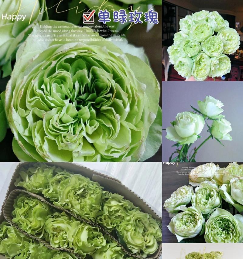 绿玫瑰在生日礼物中的花语是什么？