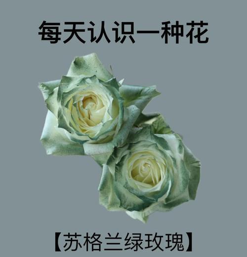 绿玫瑰在生日礼物中的花语是什么？