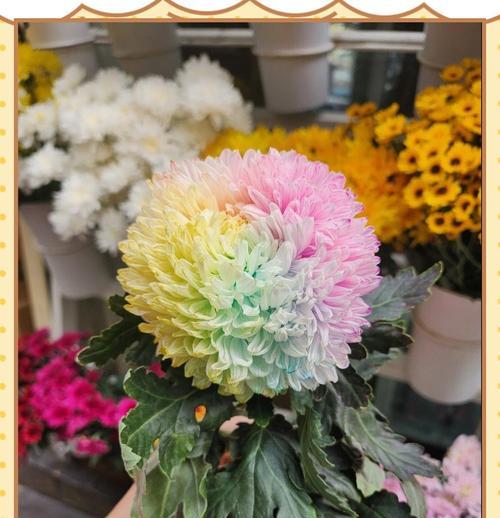 乒乓菊的花语有何特别之处?适合什么场合赠送?