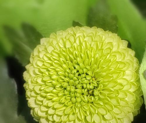乒乓菊的花语有何特别之处？适合什么场合赠送？
