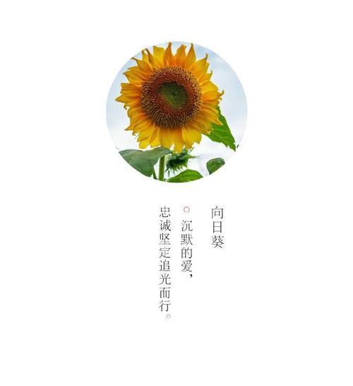 有哪些花语让人难以理解？