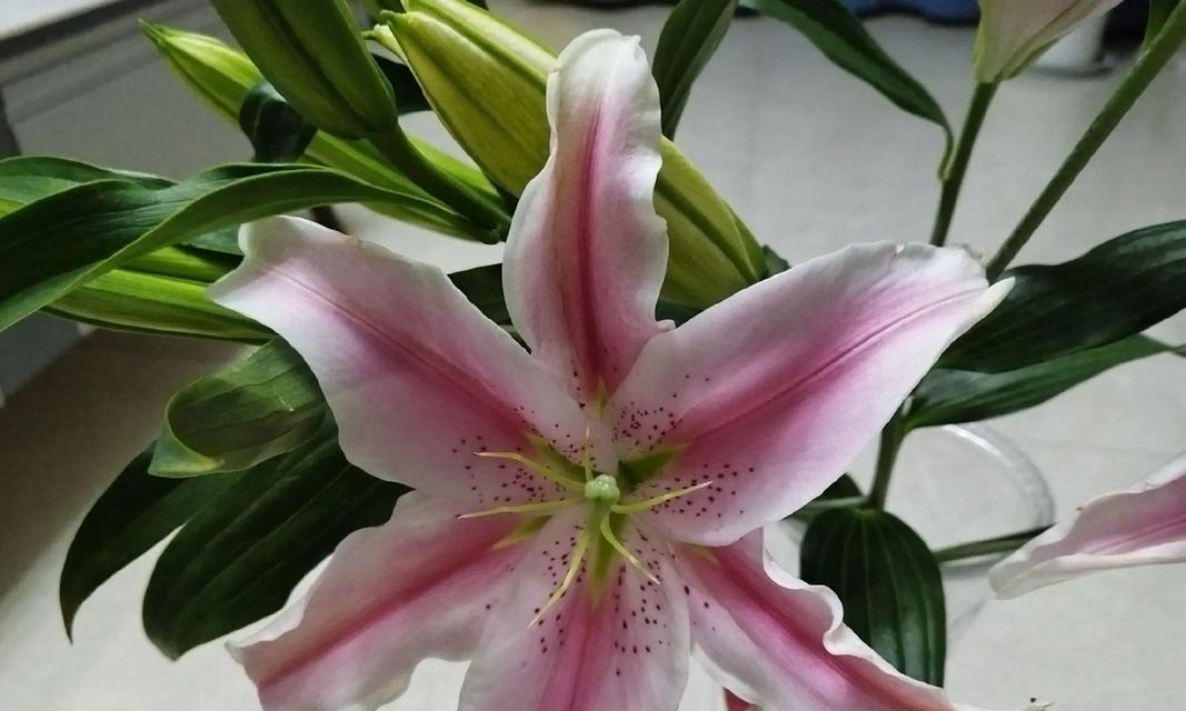 水出芙蓉的花语是什么？芙蓉花语有何寓意？