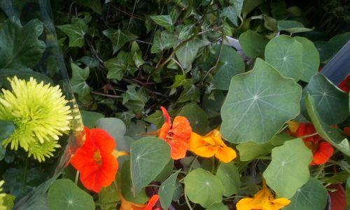 水出芙蓉的花语是什么？芙蓉花语有何寓意？