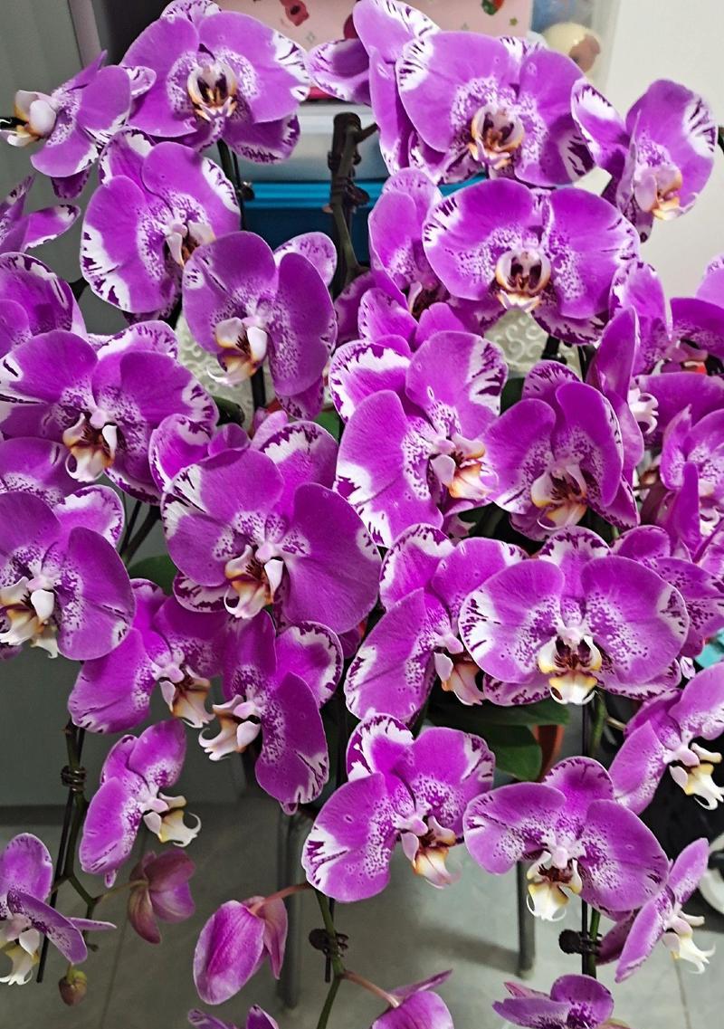 蝴蝶蓝花的寓意是什么？它的花语有哪些特别之处？