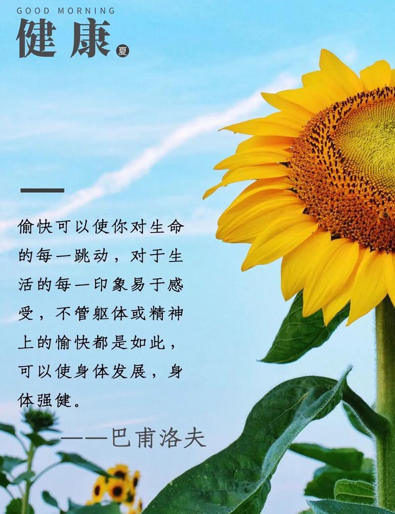 向日葵的花语传达了哪些信息？