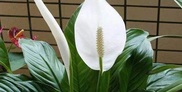 白掌花语含义是什么意思啊？白掌代表的寓意有哪些？