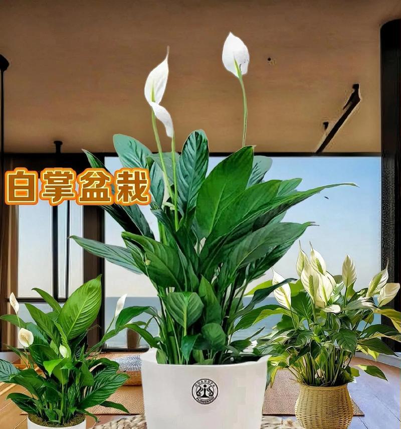 白掌花语含义是什么意思啊？白掌代表的寓意有哪些？