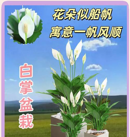 白掌花语含义是什么意思啊？白掌代表的寓意有哪些？