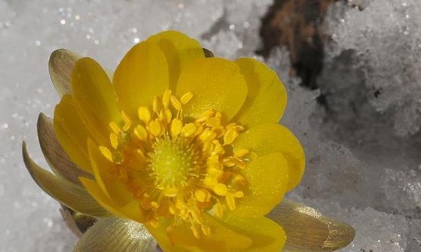 霁风花的花语和寓意是什么？冰花浪漫的花语是什么？