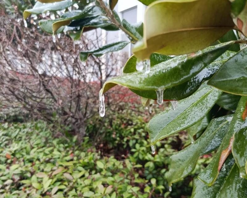 霁风花的花语和寓意是什么？冰花浪漫的花语是什么？