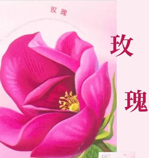 不凋零的玫瑰花语有何深意？