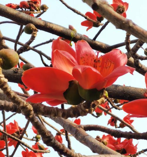 红花木棉的花语是什么？红花木棉代表什么？