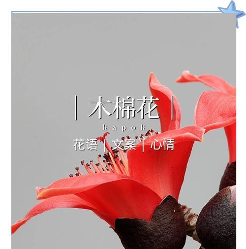 红花木棉的花语是什么？红花木棉代表什么？