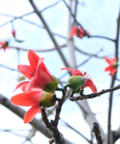 红花木棉的花语是什么？红花木棉代表什么？