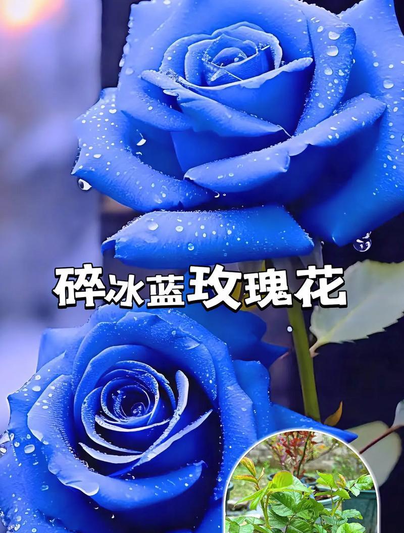 米浴蓝玫瑰的花语有何特别之处？