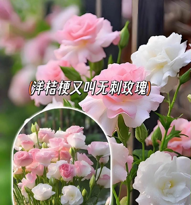 桔梗花的花语是什么？如何用桔梗花表达倾听？