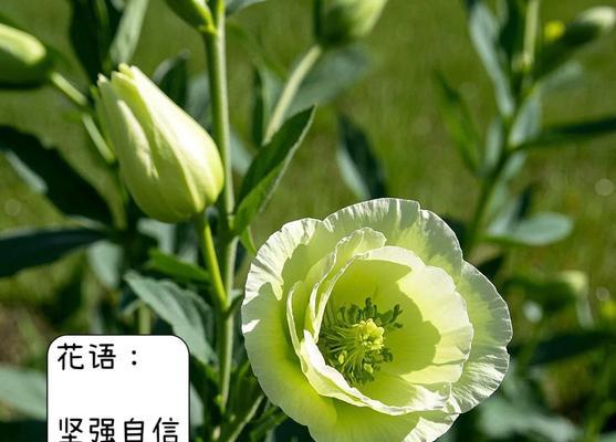 桔梗花的花语是什么？如何用桔梗花表达倾听？