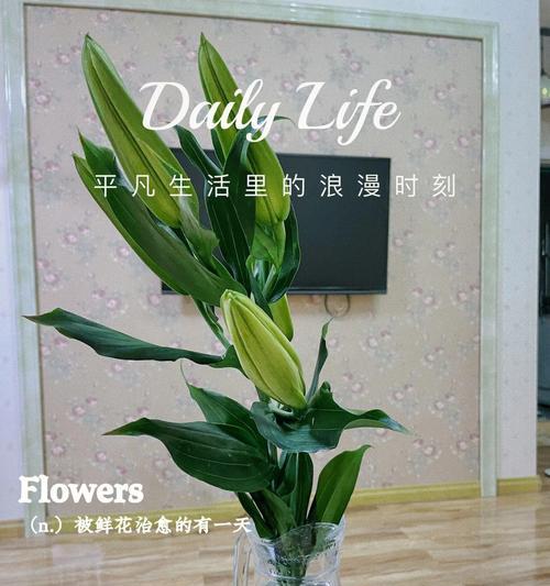 送饭哥哥花语有何含义？它通常用来表达什么？