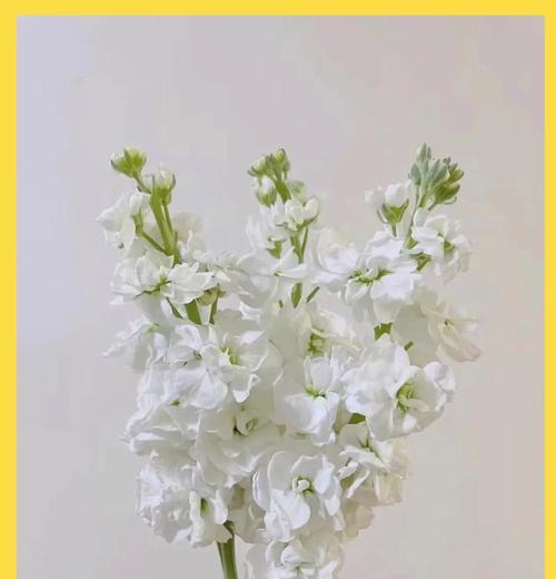 代表忠诚的花语是哪种花？忠诚的花语有何深意？