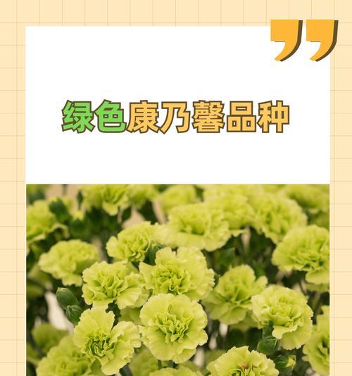 高仿康乃馨的花语有何不同？康乃馨高仿花语代表什么？