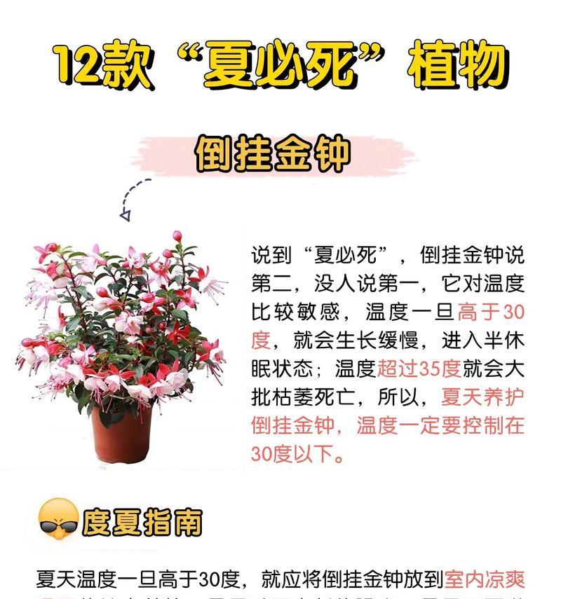 抢走哥哥心爱之物的花语含义是什么？