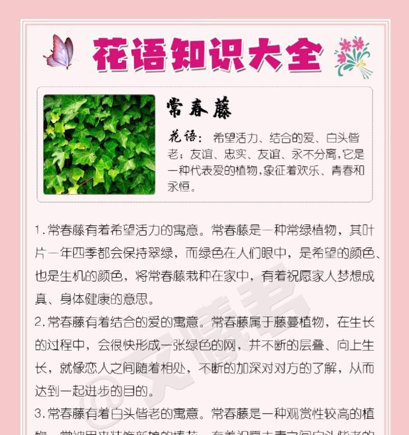 抢走哥哥心爱之物的花语含义是什么？