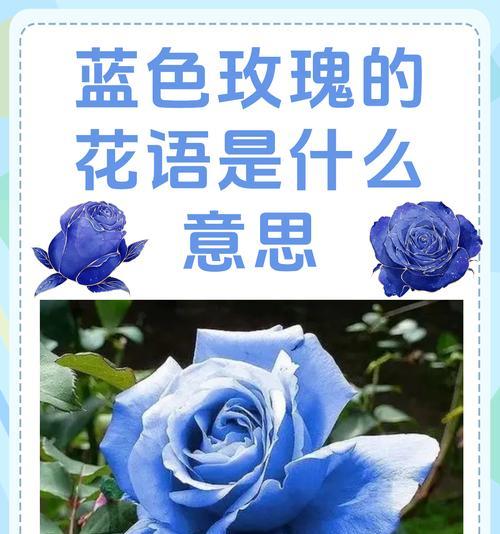 男士送玫瑰花有何深层含义？