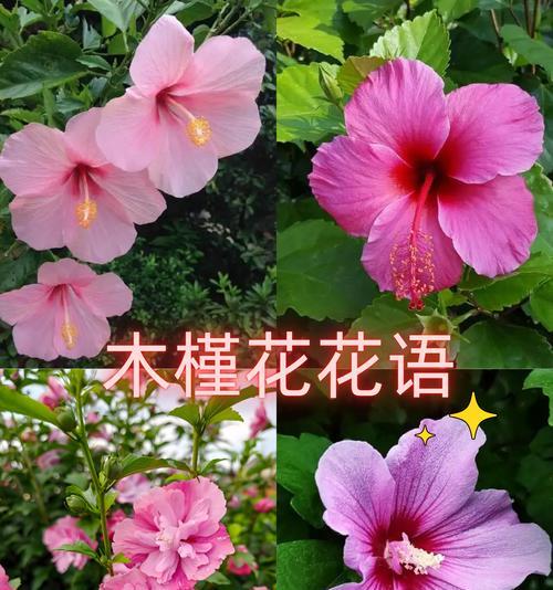 豆端花的花语有何特别含义？