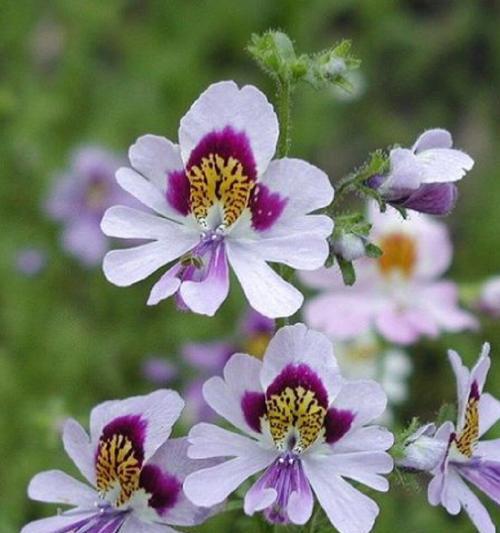 蝴蝶花的花语是什么?它象征着什么?