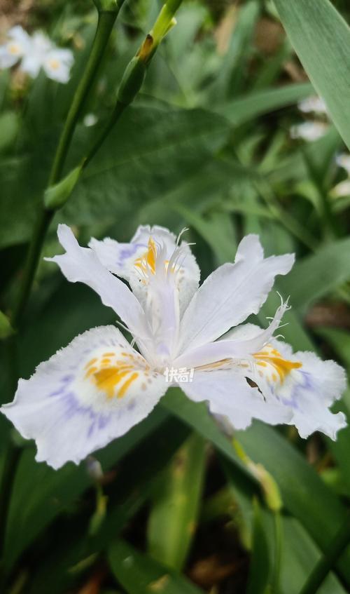 蝴蝶花的花语是什么？它象征着什么？