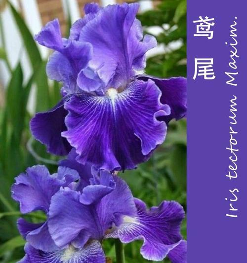 蝴蝶花的花语是什么？它象征着什么？