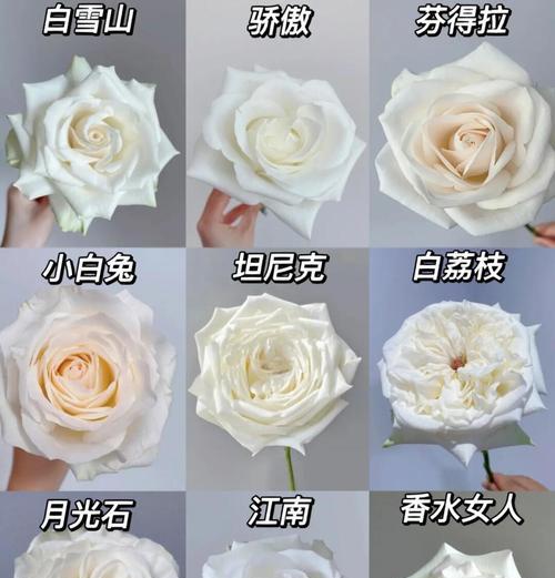 茉莉白玫瑰的花语有何深意？茉莉白玫瑰代表什么？
