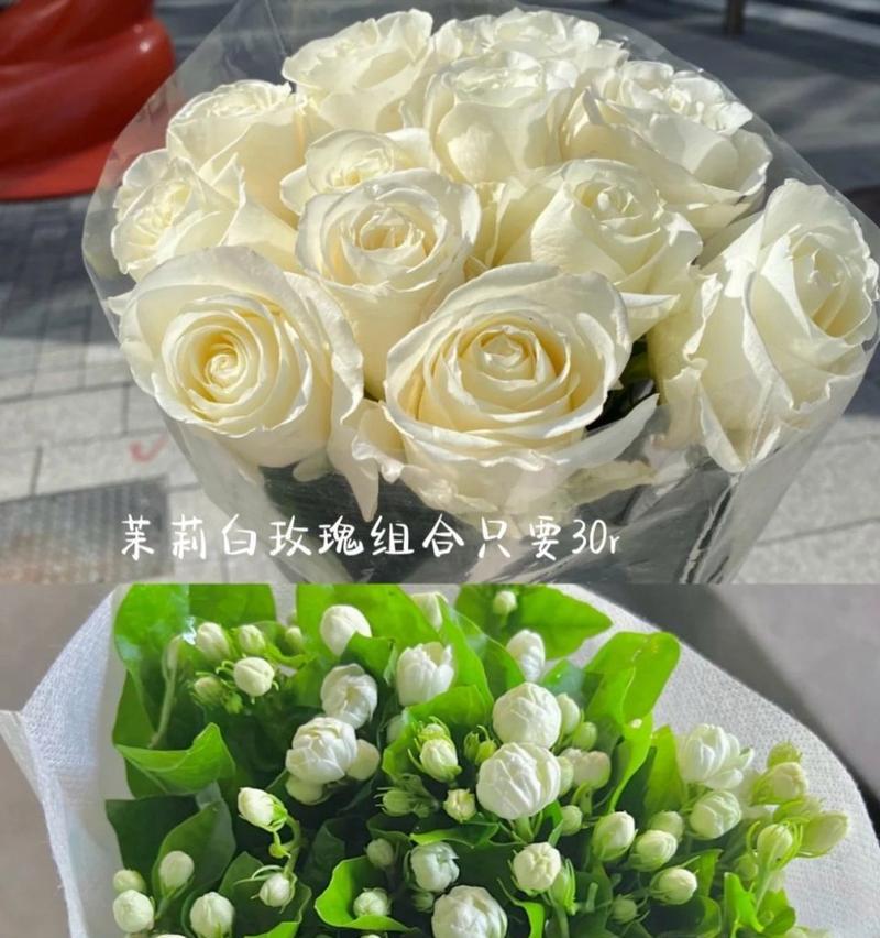 茉莉白玫瑰的花语有何深意？茉莉白玫瑰代表什么？