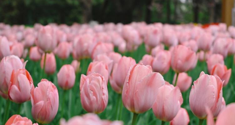 郁金香花语是什么？赠送花盆的郁金香有何含义？