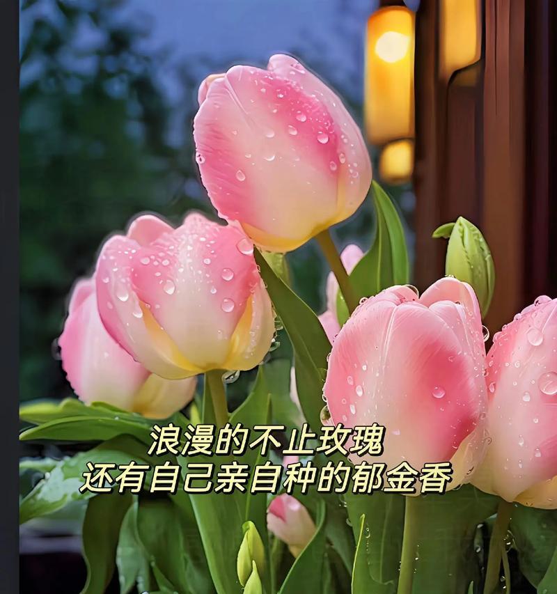 郁金香花语是什么？赠送花盆的郁金香有何含义？