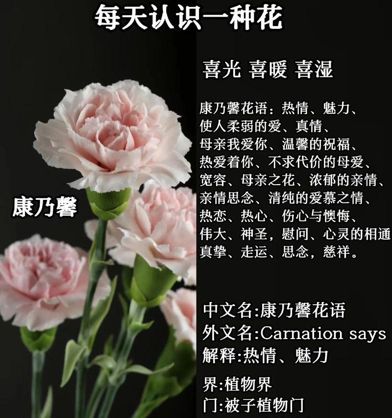哪种花象征着保护？它的花语是什么？