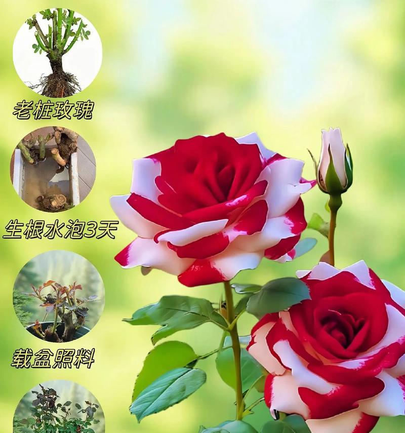 花语大全中玫瑰的寓意是什么？它传递了哪些情感？