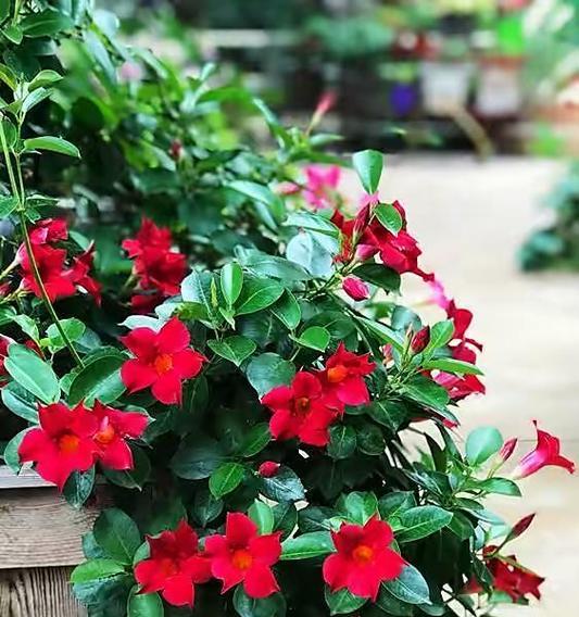 攀爬植物的花语代表什么？耳钉与花语有何关联？