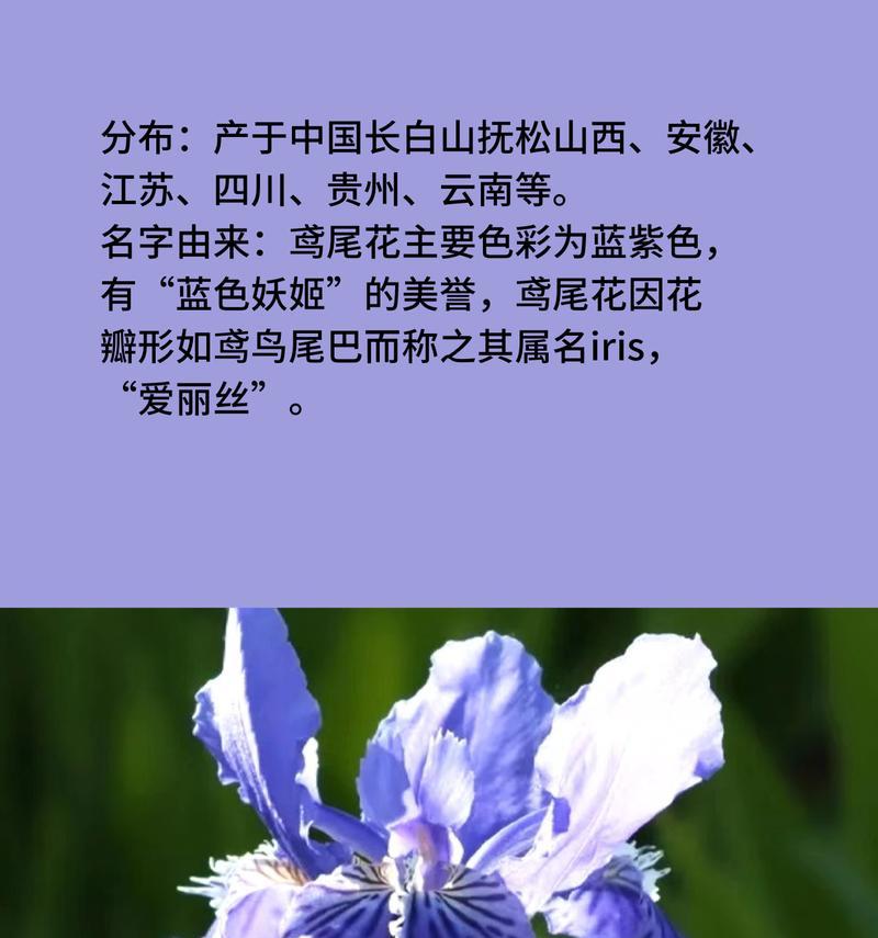 蓝色妖姬的花语是什么样？蓝色妖姬代表什么？