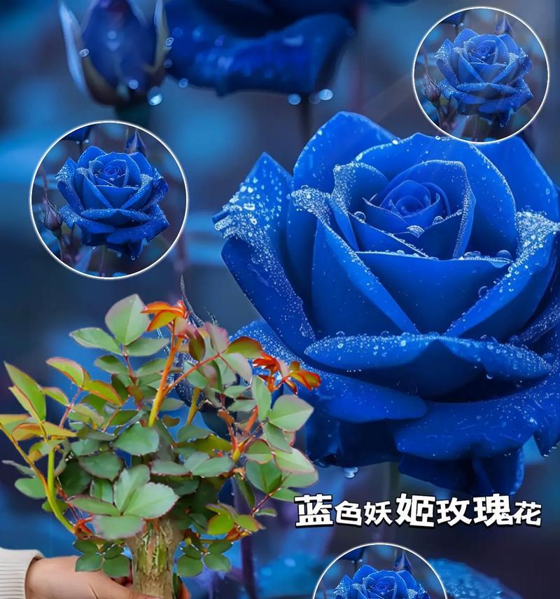 蓝色妖姬的花语是什么样?蓝色妖姬代表什么?