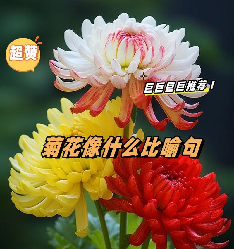 菊花的花语和寓意有何深意？如何用菊花表达情感？