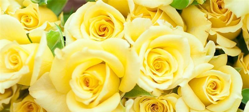 13朵黄玫瑰花代表了什么？