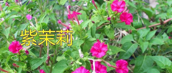 紫茉莉的花语是什么？它代表了哪些情感？