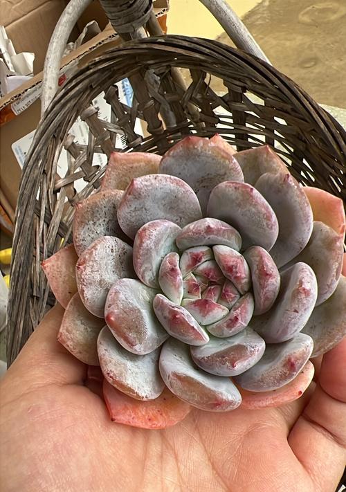 雪天使多肉的花语代表什么？
